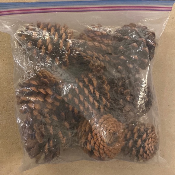 Large Pinecones (9) - Picture 1 of 5